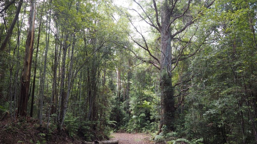 Huge tree along road to picnic area