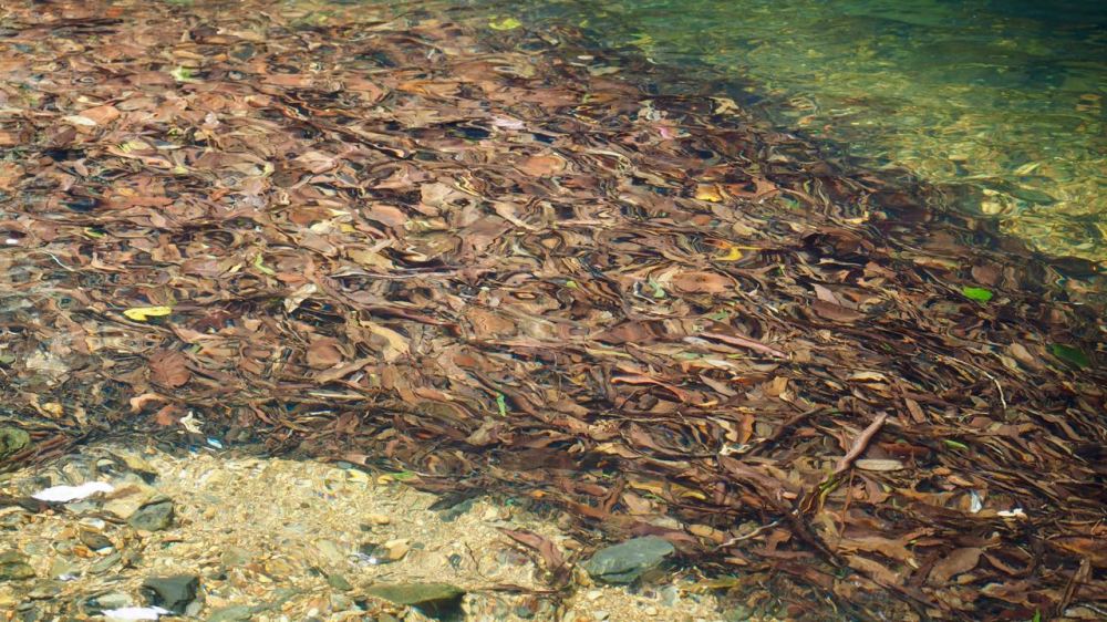 Leaves artfully distorted by creek water
