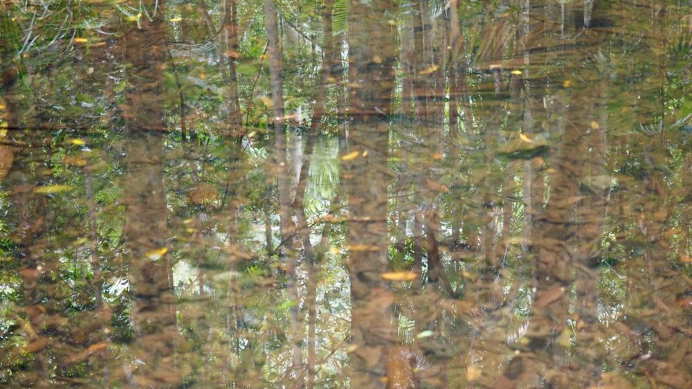 Trees reflected in shallow creek crossing