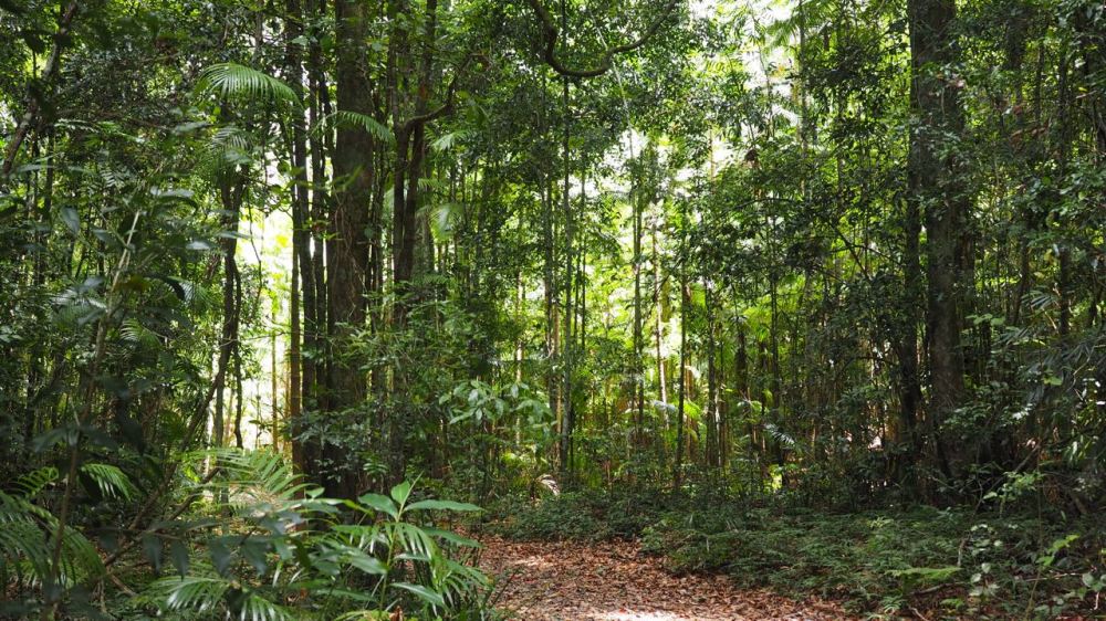 Vista along path to falls