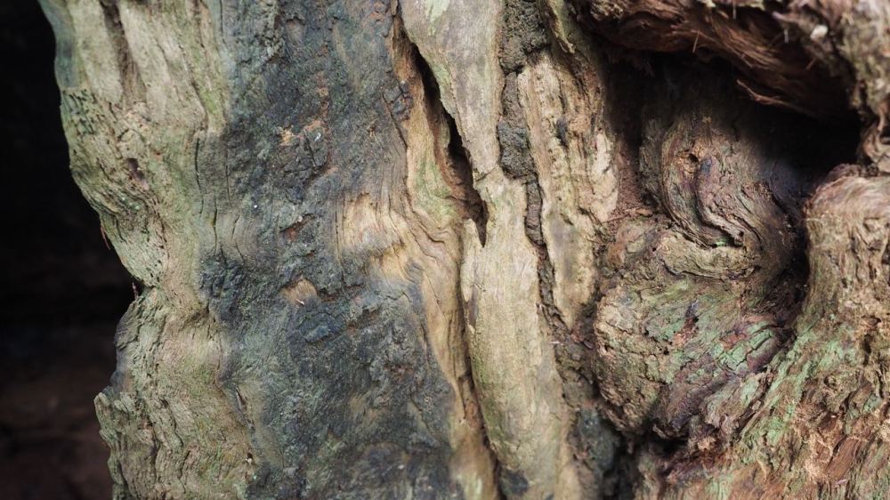 Detail of bark and old wood