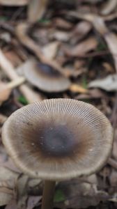 Close-up of brown mushroom