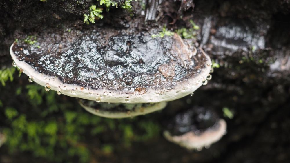 Fungus with water droplets