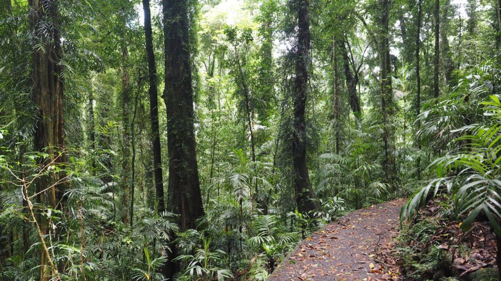View of path through Dorrigo National Park