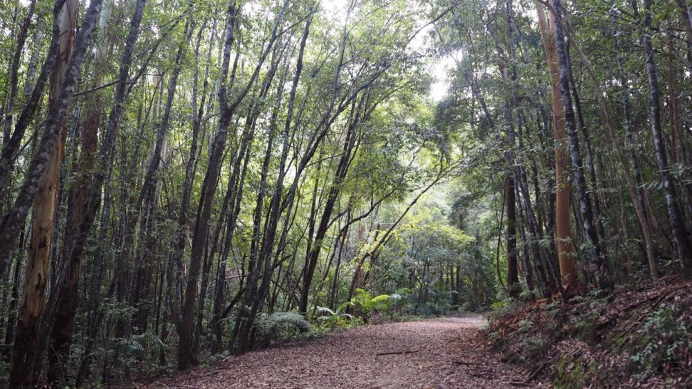 The road out of the picnic are