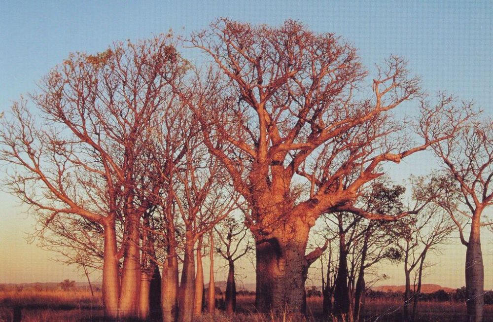 Boab trees, NT