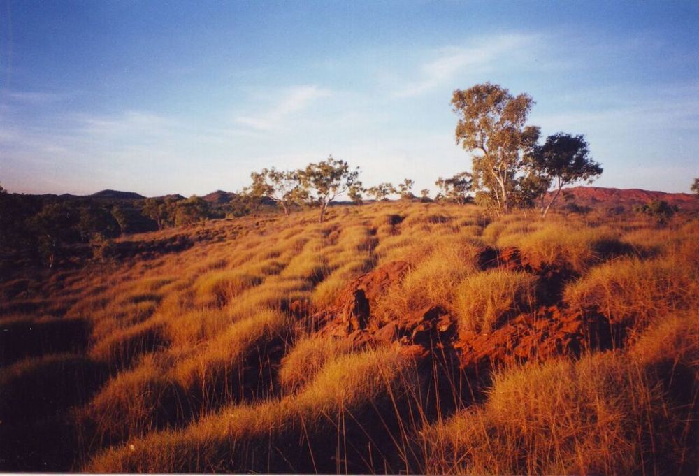 Spinnifex country, Purnululu NP