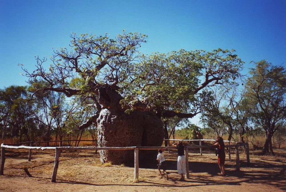 Prison tree Derby_blog