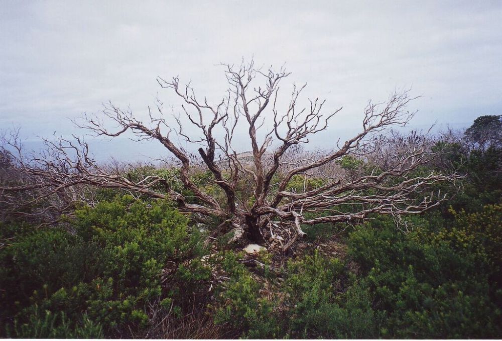 Ghostly tree, National Park near Albany, W.A.