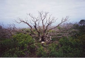 Ghostly tree, National Park near Albany, W.A.