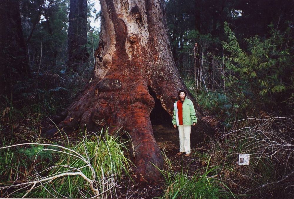 Valley of the Giants. W.A.