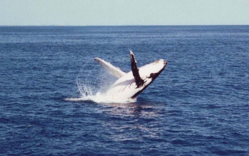 Humpback what in Hervey Bay
